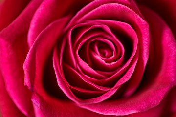 red rose texture, petals closeup
