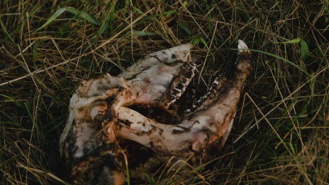Remains of animal skeleton - skull lies on grass