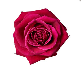 rose bud close-up