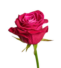 pink rose close-up