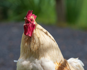 Rooster crowing portrait closeup