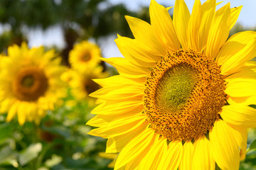 blooming sunflowers in a sunny morning