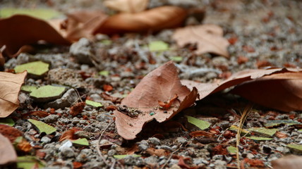 autumn, background, beautiful, bokeh, bright, bright picture, brown, closeup, color, colorful, day, defocused, dirt, drought, dry, earth, environment, fall, flora, foliage, forest, garden, golden, gro
