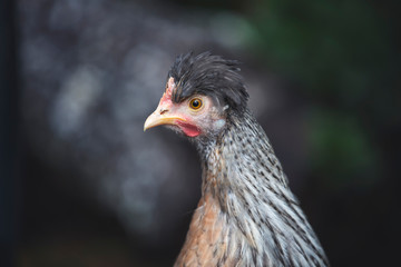Beautiful, Funky Crested Cream Legbar Hen. Blue Egg Layer