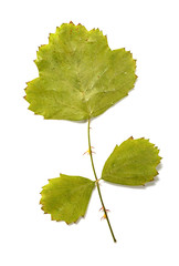 green leaf on a white background
