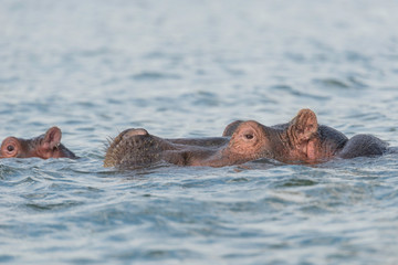 Fototapeta premium Hippopotamus going for a swim in a lake