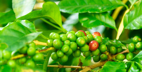 Close up fresh organic red raw and ripe coffee cherry beans on tree plantation