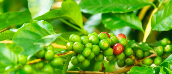 Close up fresh organic red raw and ripe coffee cherry beans on tree plantation