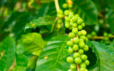 Close up fresh organic red raw and ripe coffee cherry beans on tree plantation
