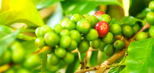 Close up fresh organic red raw and ripe coffee cherry beans on tree plantation