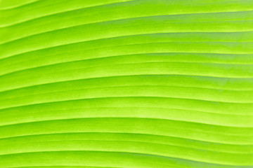 Green Leaf Texture background with sunlight behind