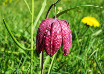 closeup of a purple snake's head (Fritillaria meleagris)