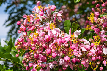 Cassia bakeriana Craib,