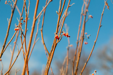 branch and berry of a tree