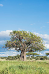 portrait picture of an old baobab tree of life in Africa