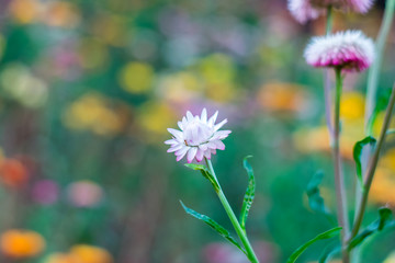 Beautiful Straw flowers