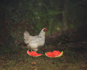 beautiful chicken with watermelon