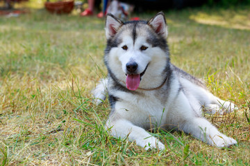 Dog breed Alaskan malamute