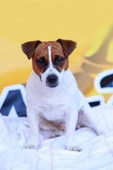 Dog breed Jack Russell Terrier