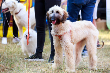 Dog breed Afghan hound