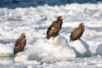 Sea Eagles at Rausu Hokkaido Japan