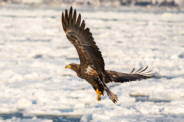 Sea Eagles at Rausu Hokkaido Japan
