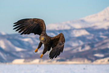Sea Eagles at Rausu Hokkaido Japan