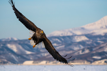 Sea Eagles at Rausu Hokkaido Japan © Ram T M