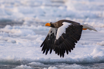 Sea Eagles at Rausu Hokkaido Japan