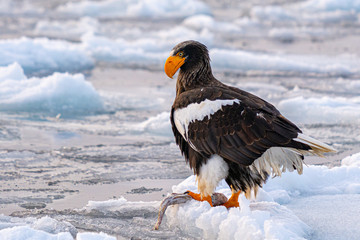 Sea Eagles at Rausu Hokkaido Japan