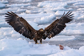 Sea Eagles at Rausu Hokkaido Japan
