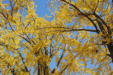 黄葉したイチョウの枝葉