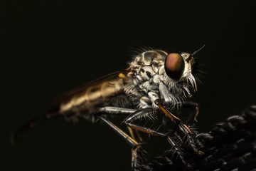 robber fly with selective focus