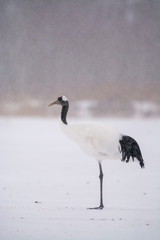 Red Crowned Crane - Alone