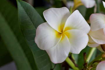 Closeup view of indoor grown white plumeria (frangipani) flower blossoms in bloom