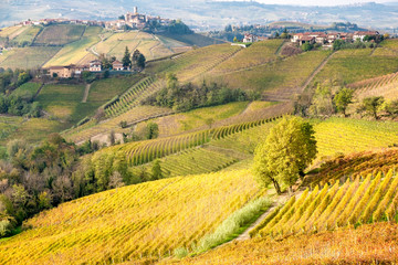 Naklejka premium View of the world famous Barolo vineyards, in the hilly Region of Langhe (Piedmont, Northern Italy) during fall season; this area has been nominated UNESCO site since 2014.