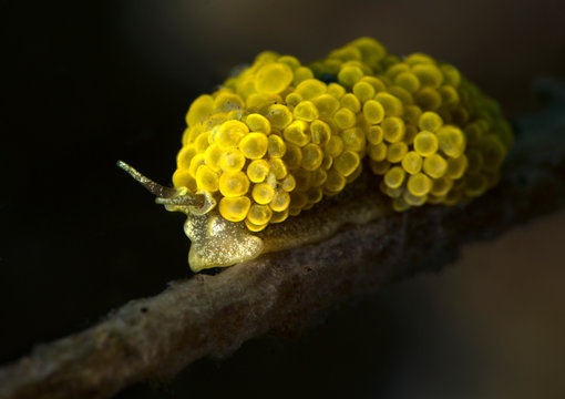 Nudibranch Doto ussi . Underwater macro photography from Lembeh Strait, Indonesia