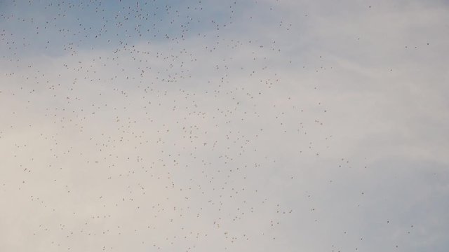 mosquitoes insects cloud concept nature infection viruses. lot of midges in the air. Many large cloud lifestyle of a mosquitoes against colorful sky