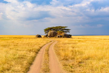 Game drive on dirt road with Safari car in Serengeti National Park in beautiful landscape scenery,...