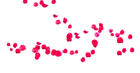 Rose Petals with White Background