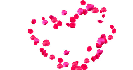 Rose Petals with White Background
