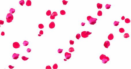 Rose Petals with White Background