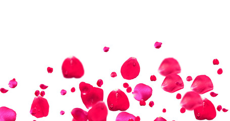 Rose Petals with White Background