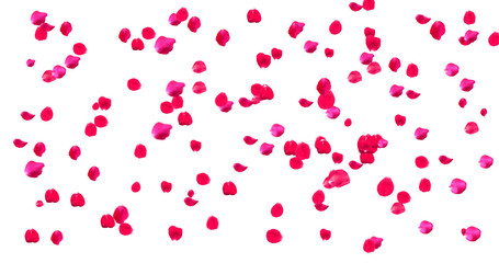 Fototapeta na wymiar Rose Petals with White Background