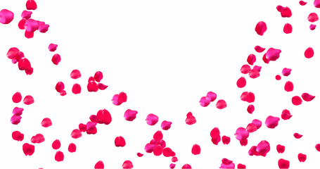 Rose Petals with White Background
