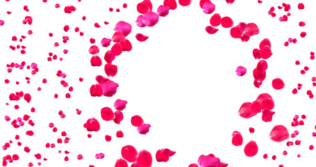 Rose Petals with White Background