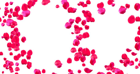 Rose Petals with White Background