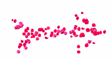 Rose Petals with White Background