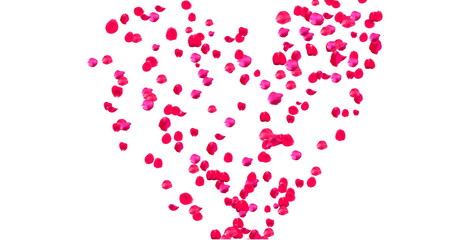 Rose Petals with White Background