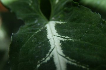 texture of green leaves with white lines. the concept of fresh plant background